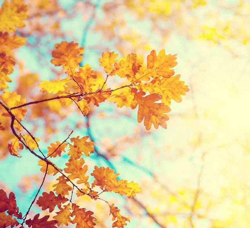PROITZER MÜHLE -TANGOLAB HERBST